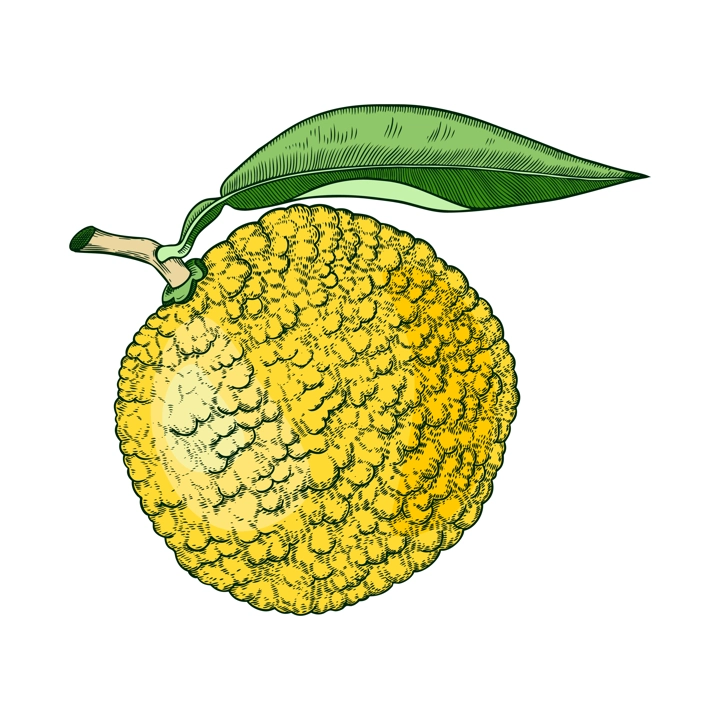 Decorative yuzu illustration. Citrus tree, fruit, leaves, and flowers in engraving style. Exotic plant illustration in color. Botanical drawing. Vegetarian food sketch.